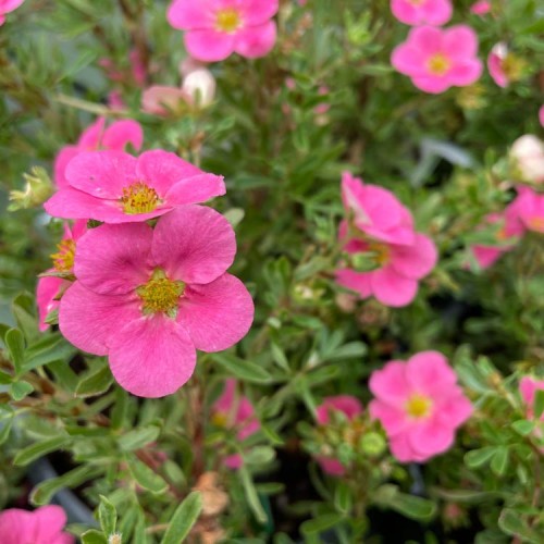 Potentilla New Dawn Pink Flowers | ScotPlants Direct
